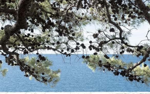 Description of the image